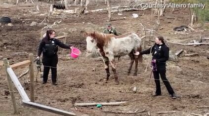 Horse seized during raid dies in SCRAPS care; animals ordered returned to family